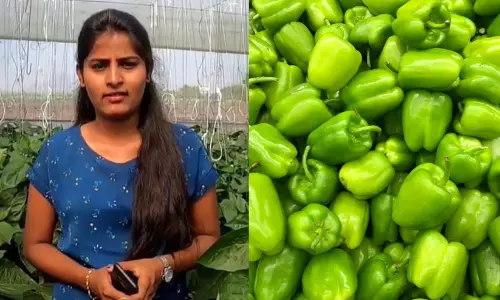 കോർപ്പറേറ്റ് കരിയർ വിട്ട് കാപ്സിക്കം കൃഷി; എം.ബി.എ ബിരുദധാരിയുടെ വാർഷിക വരുമാനം കോടികൾ