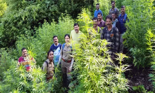 ഓപറേഷൻ തണ്ടർ: അട്ടപ്പാടിയിൽ 1566 കഞ്ചാവ് ചെടികൾ നശിപ്പിച്ചു
