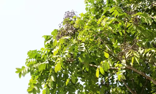 കുമിറ്റി മരം