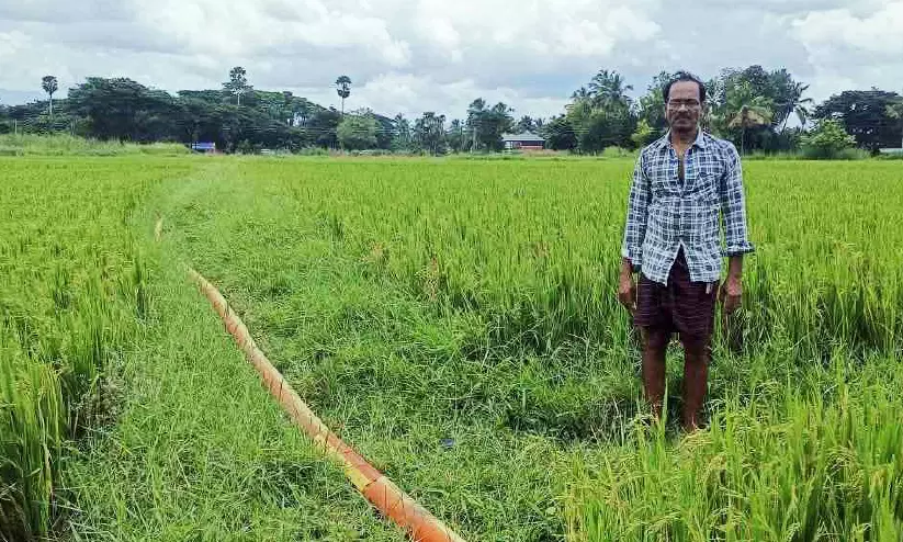 മഴയില്ല; നെൽകൃഷിക്ക് ടാങ്കറിൽ വെള്ളമെത്തിച്ച് കർഷകർ മഴയില്ല; നെൽകൃഷിക്ക് ടാങ്കറിൽ വെള്ളമെത്തിച്ച് കർഷകർ