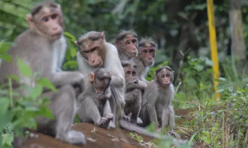 കുരങ്ങുശല്യം തീരാദുരിതം: കൃഷിയിടങ്ങൾ കൈയടക്കി വാനരപ്പട; കൃഷിനാശത്തിന് നഷ്ടപരിഹാരവുമില്ല