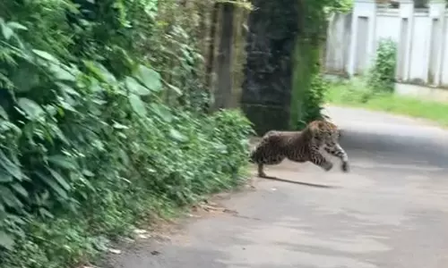 നാദാപുരത്ത് വന്യജീവി ആക്രമണത്തിൽ രണ്ടുപേർക്ക് പരിക്ക്