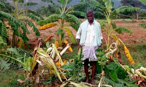 കോഴിക്കോട് ജില്ലയിൽ വന്യജീവി ആക്രമണം രൂക്ഷം; എട്ടുമാസത്തിനിടെ കൃഷിക്കാർക്ക് നഷ്ടമായത് കോടികൾ കോഴിക്കോട് ജില്ലയിൽ വന്യജീവി ആക്രമണം രൂക്ഷം; എട്ടുമാസത്തിനിടെ കൃഷിക്കാർക്ക് നഷ്ടമായത് കോടികൾ