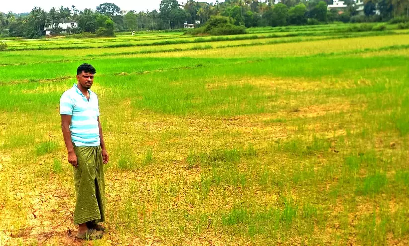 മഴയില്ലാമഴക്കാലം; വയനാട്ടിൽ വെയിലും ചൂടും കനക്കുന്നു, നെൽകൃഷി കരിഞ്ഞുണങ്ങുന്നു മഴയില്ലാമഴക്കാലം; വയനാട്ടിൽ വെയിലും ചൂടും കനക്കുന്നു, നെൽകൃഷി കരിഞ്ഞുണങ്ങുന്നു