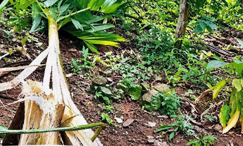 കാട്ടാന ആക്രമണം: ആദിവാസി മേഖലകളില് കൃഷിനാശം കാട്ടാന ആക്രമണം: ആദിവാസി മേഖലകളില് കൃഷിനാശം