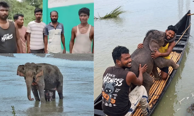 കുത്തൊഴുക്കിൽപ്പെട്ട് മൂന്ന് ദിവസം പ്രായമുള്ള കുഞ്ഞാന; രക്ഷകരായി മത്സ്യത്തൊഴിലാളികൾ കുത്തൊഴുക്കിൽപ്പെട്ട് മൂന്ന് ദിവസം പ്രായമുള്ള കുഞ്ഞാന; രക്ഷകരായി മത്സ്യത്തൊഴിലാളികൾ