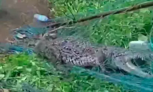 Forest department officials capturing the 300kg giant crocodile in Kothayar near Thirparappu