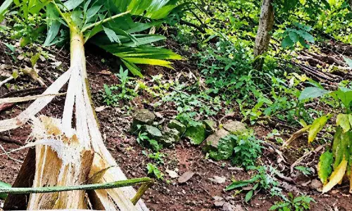 കാട്ടാന ആക്രമണം: ആദിവാസി മേഖലകളില്‍ കൃഷിനാശം