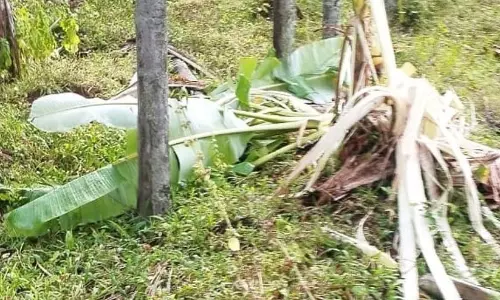 വന്യജീവി ആക്രമണം: നഷ്ടപരിഹാര തുകയിൽ വൻ വർധന