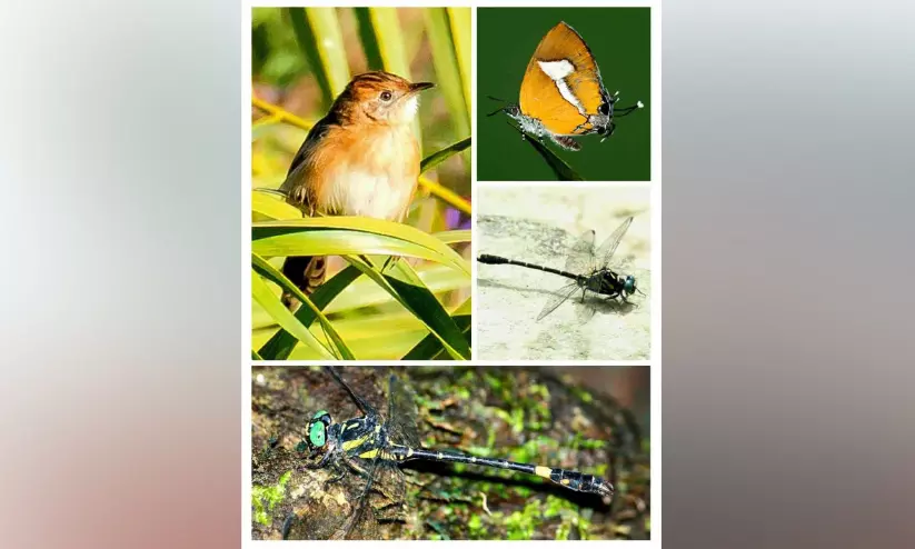 പുതിയ പക്ഷികളെയും പൂമ്പാറ്റകളെയും കണ്ടെത്തി പുതിയ പക്ഷികളെയും പൂമ്പാറ്റകളെയും കണ്ടെത്തി