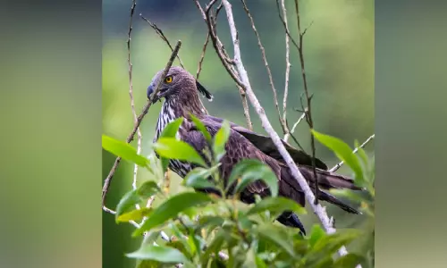 വനം വിട്ടെത്തിയ കിരീടം പരുന്ത് മുല്ലശ്ശേരി മാനിനയിൽ വനം വിട്ടെത്തിയ കിരീടം പരുന്ത് മുല്ലശ്ശേരി മാനിനയിൽ