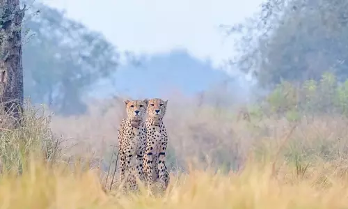 Namibian male cheetah roaming at Kuno National Park in Madhya Pradesh. Namibian male cheetah roaming at Kuno National Park in Madhya Pradesh.