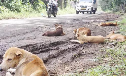തെരുവുനായ് ശല്യത്തിന് അറുതിയില്ല: ഷെൽട്ടർ ഹോം നിർമാണം പാതിവഴിയിൽ തെരുവുനായ് ശല്യത്തിന് അറുതിയില്ല: ഷെൽട്ടർ ഹോം നിർമാണം പാതിവഴിയിൽ