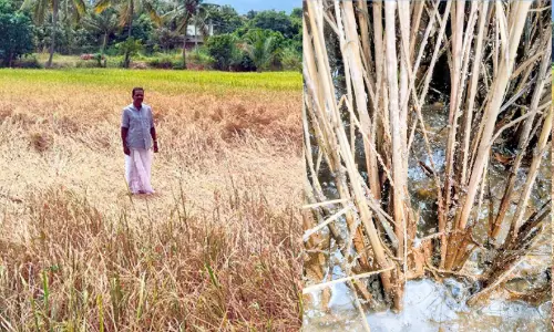 നെൽപാടങ്ങളിൽ മുഞ്ഞബാധ രൂക്ഷം; കർഷകർ പ്രതിസന്ധിയിൽ