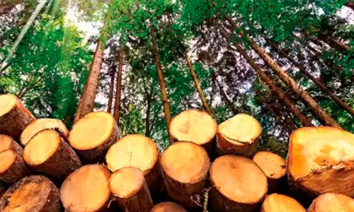മുട്ടിൽ മരംമുറി: പുതിയ കുറ്റപത്രം സമർപ്പിച്ച് വനംവകുപ്പ്