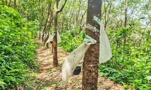 കാ​ലാ​വ​സ്ഥ വ്യ​തി​യാ​നം റ​ബ​ർ ക​ർ​ഷ​ക​ർ പ്ര​തി​സ​ന്ധി​യി​ൽ