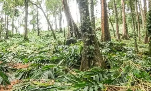വൈ​ദ്യു​തി വേ​ലി വ​നം വ​കു​പ്പ് പൊ​ളി​ച്ചു​നീ​ക്കി; കാ​ട്ടാ​ന​ക​ൾ ഏ​ല​കൃ​ഷി ന​ശി​പ്പി​ച്ചു
