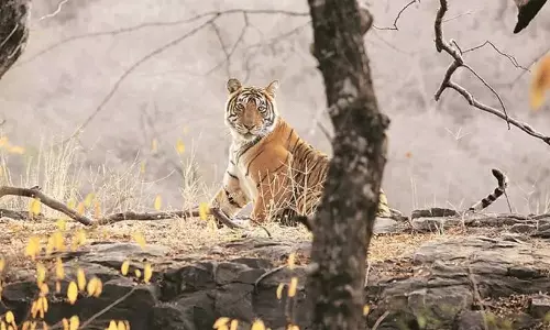 കടുവകളെ സ്വീകരിക്കാൻ കാടൊരുങ്ങിയില്ല; കംബോഡിയൻ പദ്ധതി മാറ്റിവെച്ച് ഇന്ത്യ