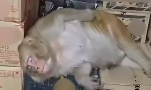 monkey