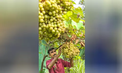 ഷിംജിത്തിന്റെ തോട്ടത്തിൽ വിളഞ്ഞ മുന്തിരിക്ക് ഇരട്ടിമധുരം