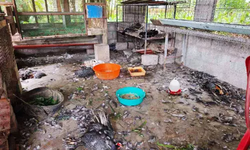 വടക്കഞ്ചേരിയിൽ അജ്ഞാത ജീവിയുടെ ആക്രമണം; കോൺവെന്റിലെ പത്ത് കോഴികൾ ചത്ത നിലയിൽ