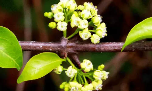 കാ​ര​മു​ള്ള്