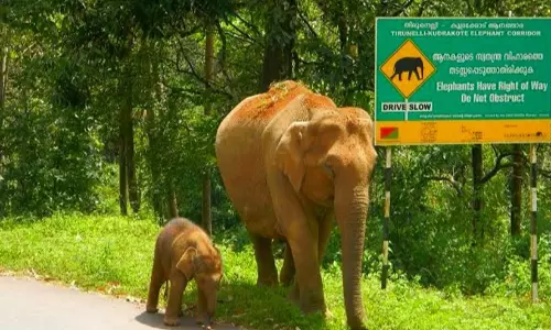 ആനത്താര; കലക്ടറുടെ ഉത്തരവിനെതിരെ വ്യാപക പ്രതിഷേധം