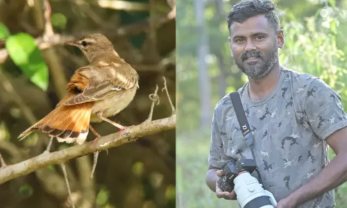 ദക്ഷിണേന്ത്യയിൽ ആദ്യം! കേരള പക്ഷിനിരീക്ഷണ ചരിത്രത്തിൽ പുതിയ അധ്യായമായി ചെമ്പുവാലൻ പൊന്തക്കിളിയെ കണ്ടെത്തി