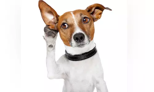 Dogs Can Recognize Words From Human Speech