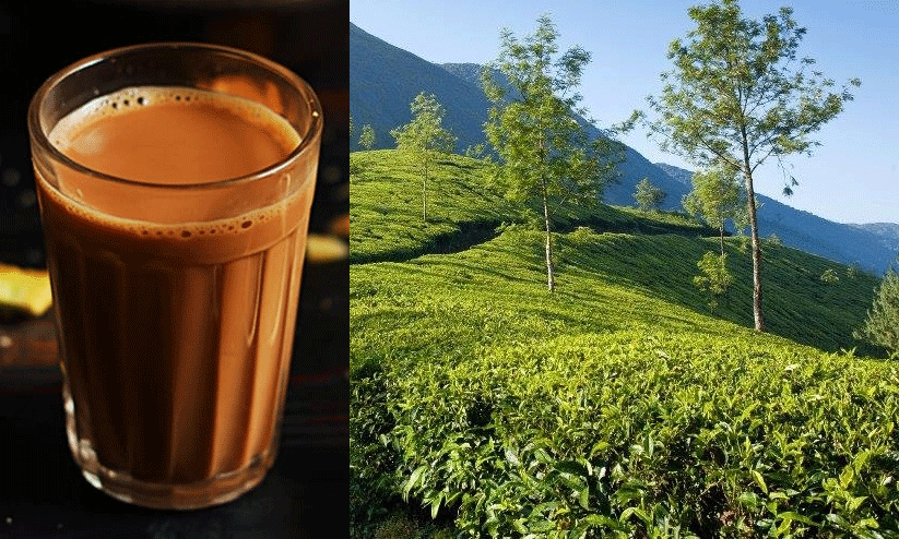 https://www.madhyamam.com/tags/tea-leaves https://www.madhyamam.com/tags/tea-leaves