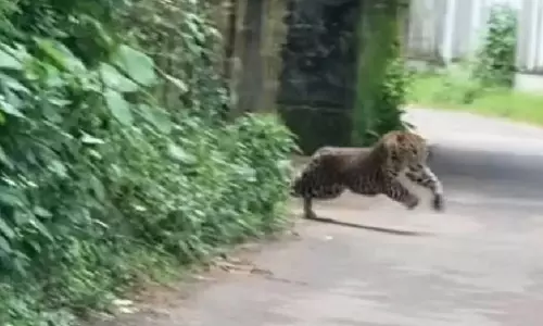 വടകര മേഖലയിൽ പുലിഭീതി ഒഴിയുന്നില്ല; വ്യാജപ്രചാരണങ്ങൾ ആളിക്കത്തുന്നു