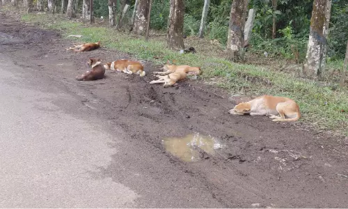തെരുവുനായ് ആക്രമണത്തിൽ നാല് പേർക്ക് പരിക്ക്; പഞ്ചായത്ത്‌ ഓഫിസിൽ പ്രതിഷേധം