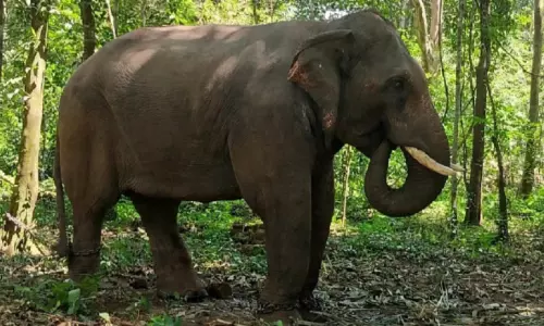 ഓപറേഷൻ കണ്ണൂർ മഖ്‌ന: ആദ്യദിനം ലക്ഷ്യം കണ്ടില്ല; ദൗത്യം തുടരും