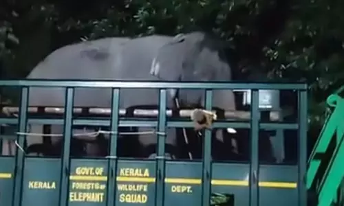ആദ്യം വിക്രമും ഉണ്ണികൃഷ്ണനും പിന്നെ ഭരതനുമെത്തി, ആറളത്തെ വിറപ്പിച്ച മോഴയെ താങ്ങി നിർത്തി; ഓപറേഷന്‍ കണ്ണൂര്‍ മഖ്‌ന വിജയം