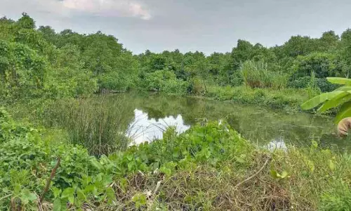 കതിരുകാണാപാടങ്ങളിൽ കാടുകയറുന്നു കതിരുകാണാപാടങ്ങളിൽ കാടുകയറുന്നു