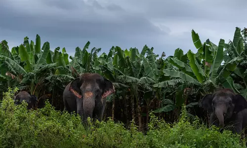 ഒരു തേങ്ങക്ക് ഇനി 15 രൂപ, വിളകളുടെ പട്ടികയിൽ കൊക്കോയും; വന്യജീവികളാലുള്ള കൃഷിനാശത്തിന് നൽകുന്ന നഷ്ടപരിഹാരത്തുക ഉയർത്തി ഒരു തേങ്ങക്ക് ഇനി 15 രൂപ, വിളകളുടെ പട്ടികയിൽ കൊക്കോയും; വന്യജീവികളാലുള്ള കൃഷിനാശത്തിന് നൽകുന്ന നഷ്ടപരിഹാരത്തുക ഉയർത്തി