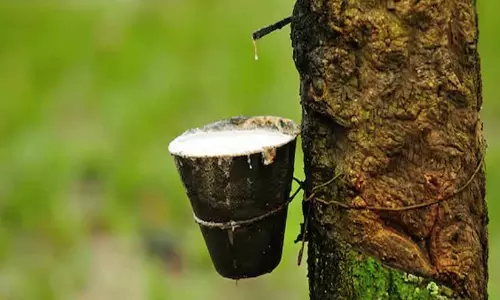 ഒട്ടുപാൽ മോഷ്ടിച്ച് വിൽപന നടത്തുന്നതിനിടെ യുവാവ് പിടിയിൽ; ഒരാൾ ഓടി രക്ഷപ്പെട്ടു