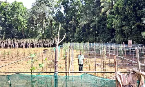 മി​ന്ന​ൽ പ്ര​ള​യ​ത്തി​ലെ കൃ​ഷി​നാ​ശം; ന​ഷ്ട​പ​രി​ഹാ​രം ല​ഭി​ക്കാ​തെ കു​റ്റൂ​രി​ലെ ക​ർ​ഷ​ക​ർ