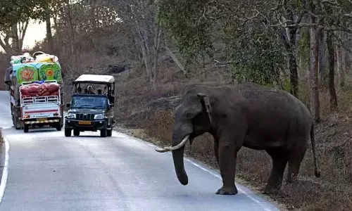 വ​ന്യ​മൃ​ഗ ആ​ക്ര​മ​ണം; ഇ​ടു​ക്കി​യി​ൽ പ​ത്ത്​ വ​ർ​ഷ​ത്തി​നി​ടെ മ​രിച്ച​ത്​ 81 പേ​ർ
