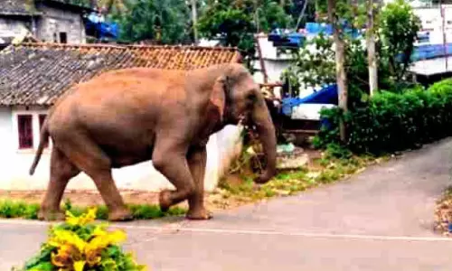 പുത്തൂർവയലിൽ പരിഭ്രാന്തി പരത്തി കാട്ടാന