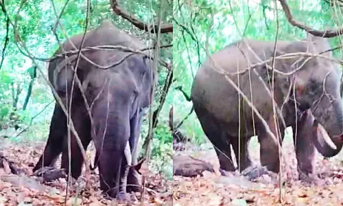 കാട്ടാനകൾ വീണ്ടും ജനവാസ മേഖലയിൽ കാട്ടാനകൾ വീണ്ടും ജനവാസ മേഖലയിൽ