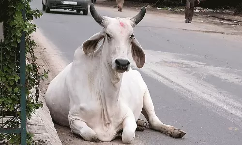 Man Arrested For Cattle Theft In Kollur