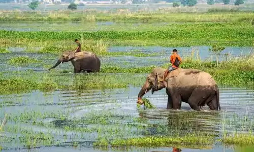 ഇടമില്ലാതെ വന്യജീവികൾ; ആവാസവ്യവസ്ഥ ചുരുങ്ങുന്നത് വലിയ ഭീഷണി