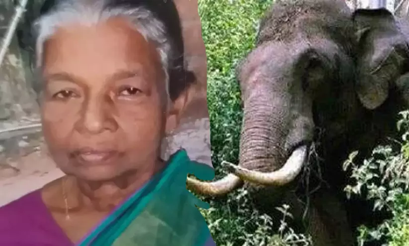 കാട്ടാനയുടെ ചവിട്ടേറ്റ് തൊഴിലുറപ്പ് തൊഴിലാളിയായ വയോധിക മരിച്ചു കാട്ടാനയുടെ ചവിട്ടേറ്റ് തൊഴിലുറപ്പ് തൊഴിലാളിയായ വയോധിക മരിച്ചു