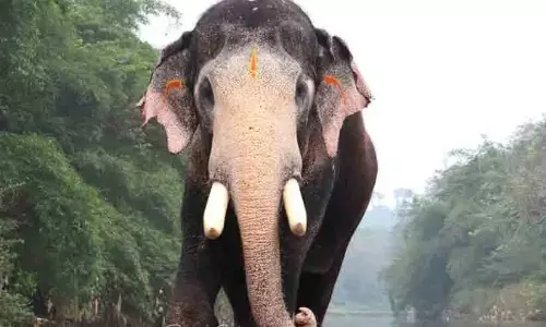 Paramekkavu temple caparisoned elephant Pallatt Brahmadathan