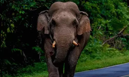 വീണ്ടും ആനക്കലി; പാലപ്പിള്ളി ചൊക്കനയിൽ തോട്ടം തൊഴിലാളിയെ ആക്രമിച്ചു വീണ്ടും ആനക്കലി; പാലപ്പിള്ളി ചൊക്കനയിൽ തോട്ടം തൊഴിലാളിയെ ആക്രമിച്ചു