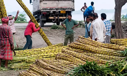 sugarcane