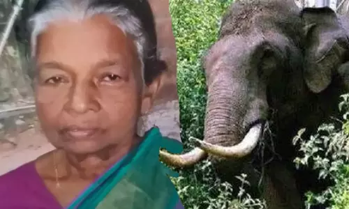 കാട്ടാനയുടെ ചവിട്ടേറ്റ് തൊഴിലുറപ്പ് തൊഴിലാളിയായ വയോധിക മരിച്ചു