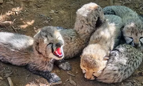 Cheetah Cubs