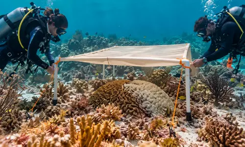 Coral reefs Coral reefs
